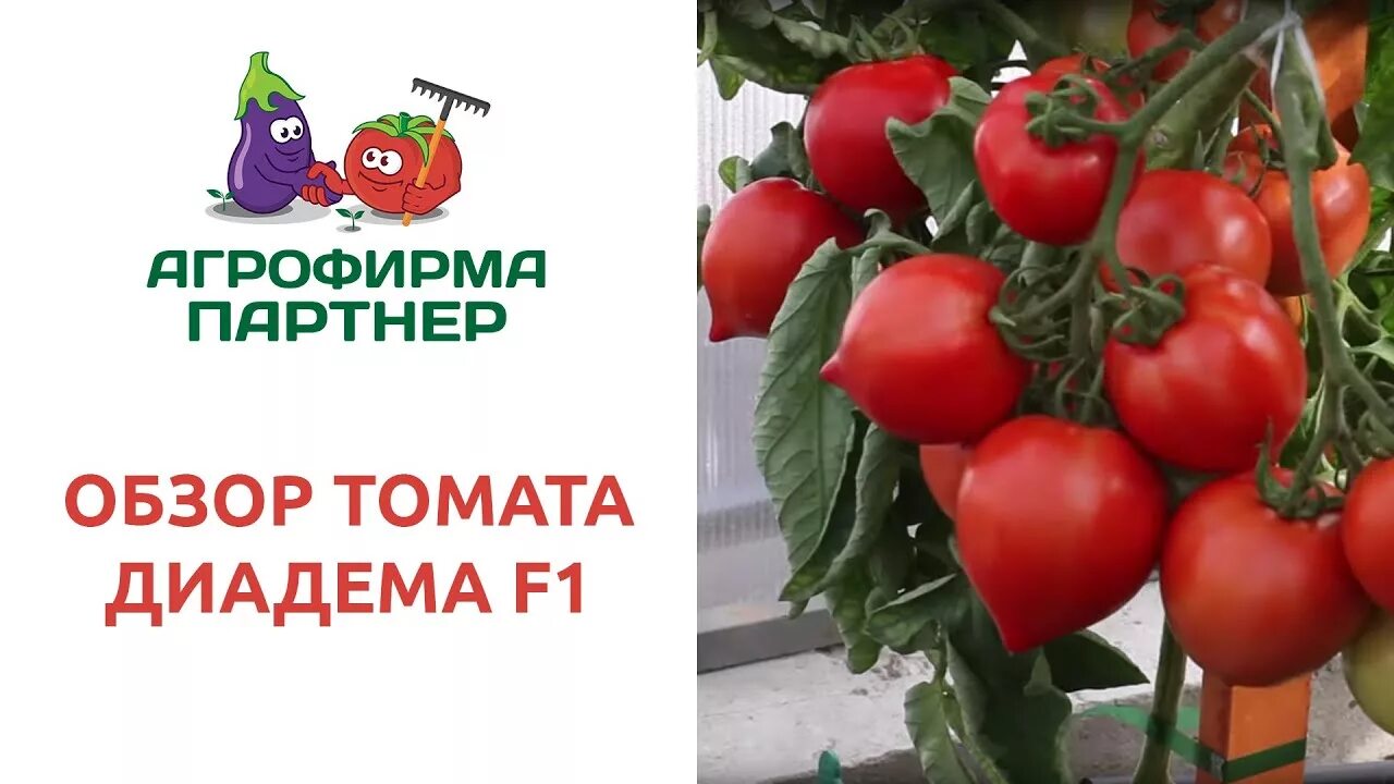 Томаты диадема описание сорта. Томат пикадор f1. томат диадема f1. томат джек пот f1. томат диадема f1-0,1 гр партнер.