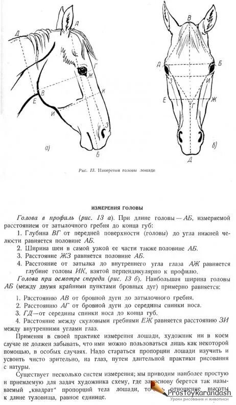 пропорции головы лошади. средняя высота лошади в холке. размеры уздечек для лошадей. пропорции конь и человек. Harrys horse размерная сетка.