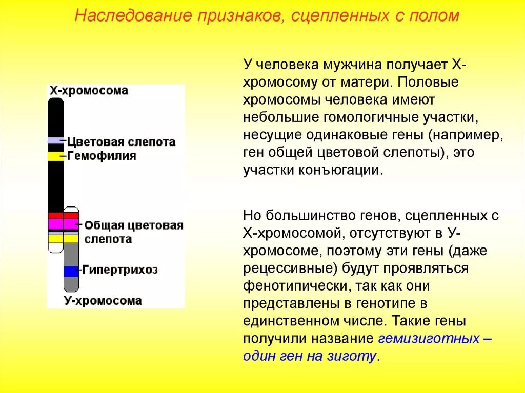 Признаки передаваемые по наследству. Наследование признаков сцепленных с полом. Наследование признаков сцепленных с полом у человека. Сцепленное с полом наследование и наследование сцепленных признаков.. Гены сцепленные с х-хромосомой.