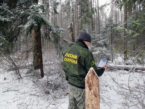 Заходишь в лесхоз и сразу чувствуешь. Лесник в лесу. Лесник лесничество. Лесник зимой. Лесничий в лесу.