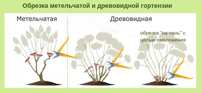 Чем отличается древовидная. Обрезка гортензии осенью схема. Обрезка древовидной гортензии осенью схема. Схема обрезки древовидной гортензии осенью. Схема обрезки древовидной гортензии.