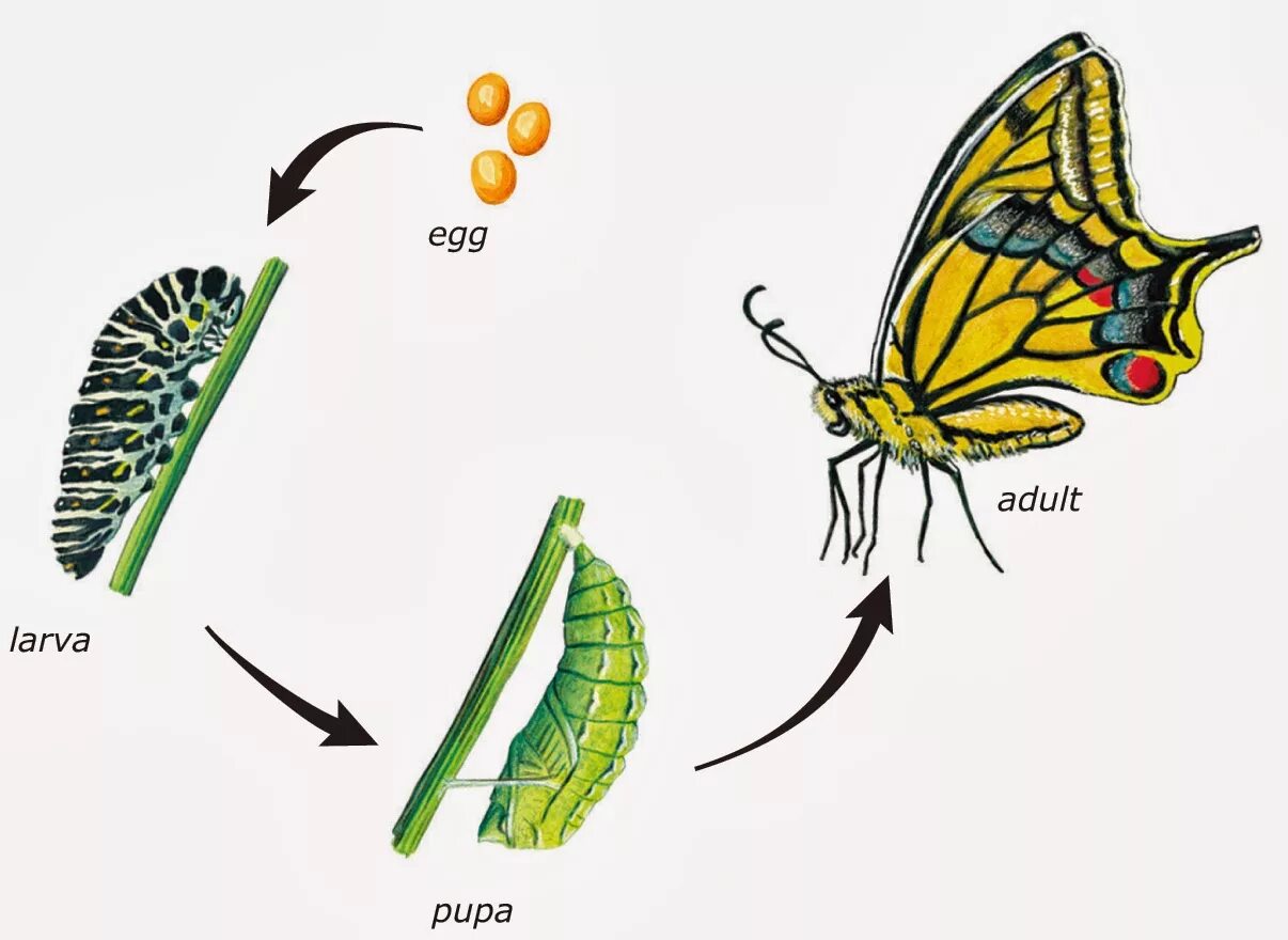 Развитие бабочки схема. Цикл развития бабочки. Стадии развития бабочки. Цикл развития бабочки схема. Превращение бабочки.