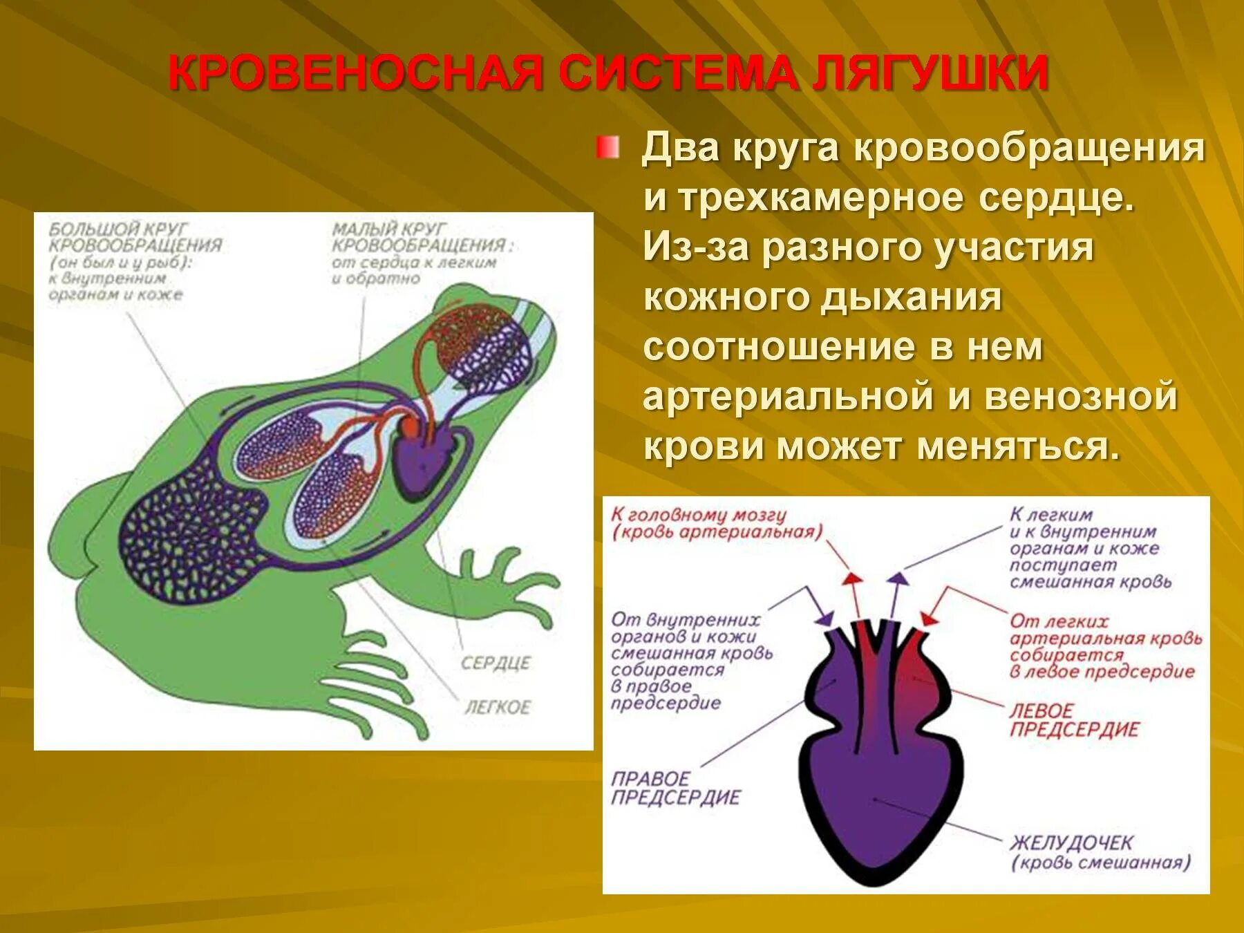 В желудочке земноводных находится. Кровеносная система лягушки. Кровеносная система лягушки схематично. Система кровообращения лягу. Кровяная система лягушки.