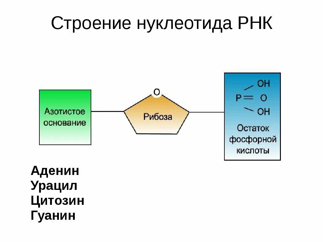 Структура нуклеотида РНК. Схема строения нуклеотида ДНК И РНК. Строение нуклеотида РНК. Общая формула нуклеотида РНК. Масса одного нуклеотида днк