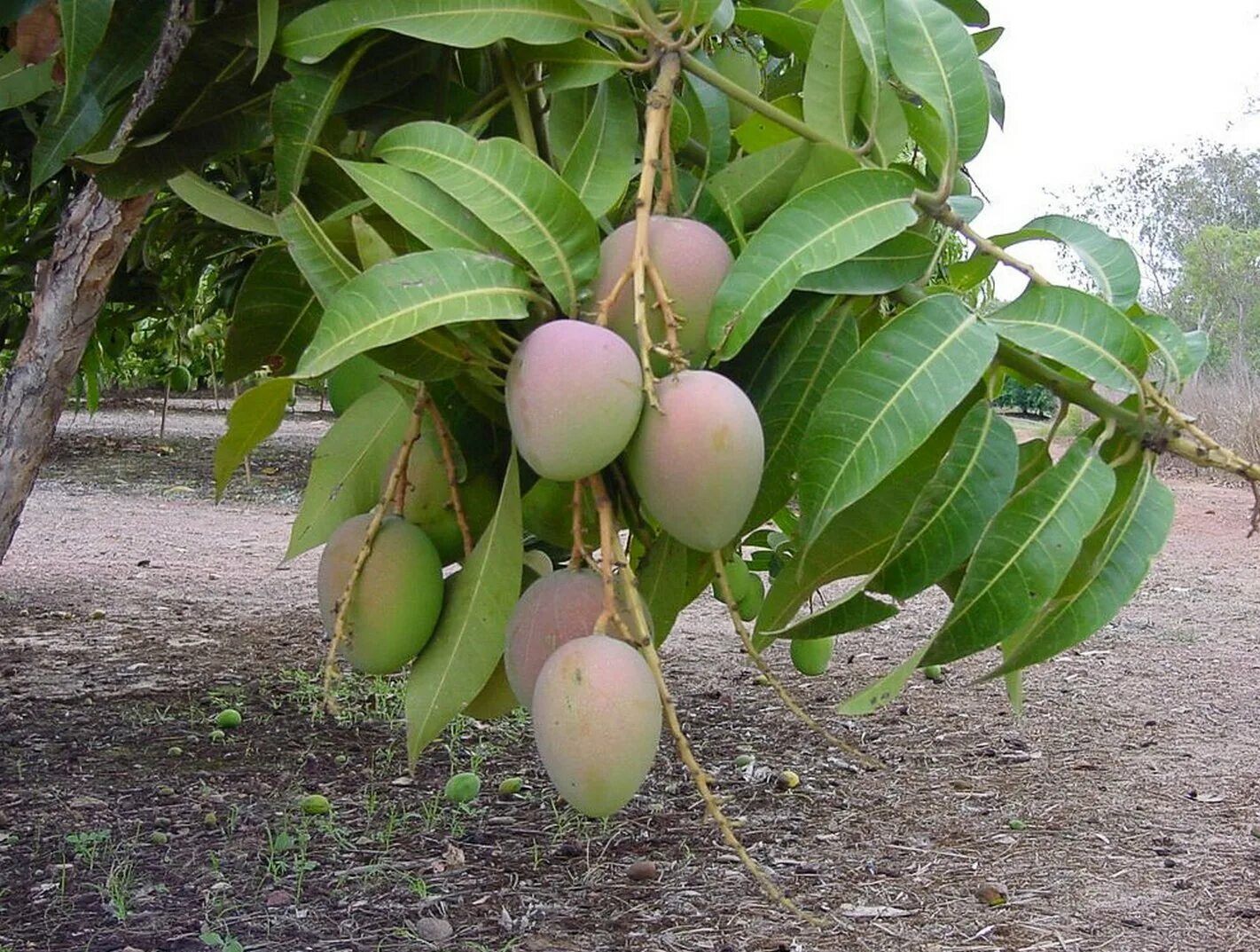 Какой фрукт растет в сочи манго. Манго фрукт дерево. Дерево манго манговое дерево. Манговое дерево с манго. Тайское манго дерево.