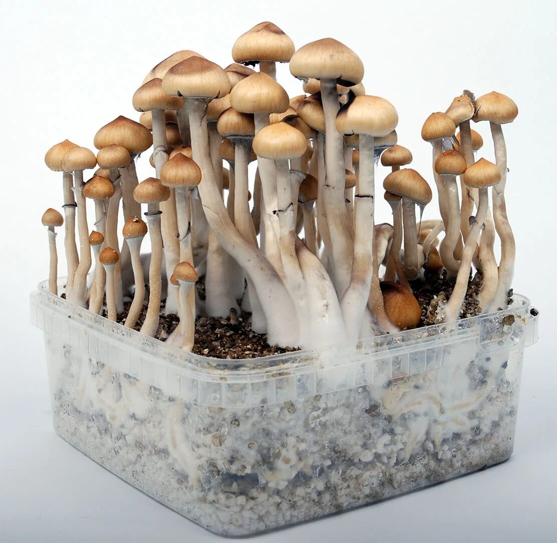 Псилоцибе кубенсис. Cubensis Magic Mushrooms. Кубенсис альбино. Кубенсис z Стрейн. 14 1305 mushroom