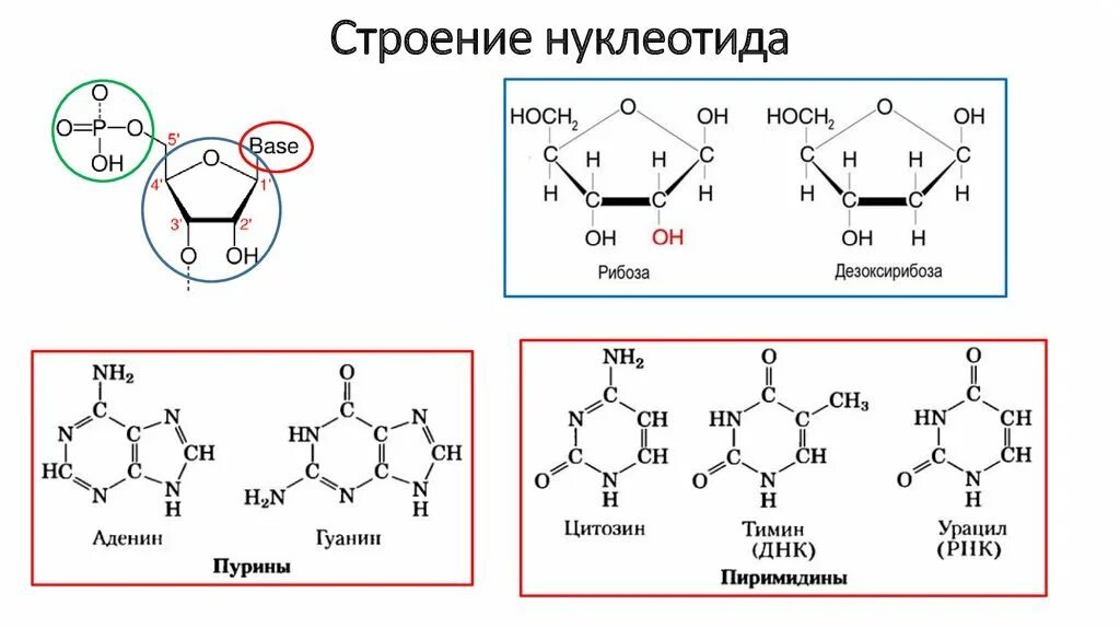 Функции нуклеиновых кислот углеводов. Строение нуклеозидов. Гликозидная связь в нуклеозидах. Номенклатура нуклеозидов. Нуклеозиды ДНК.