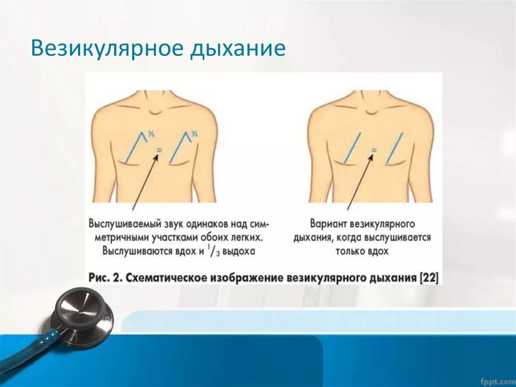 Аускультация везикулярное дыхание. Верзикулярная дыхание. Везикулярное дыхание выслушивается. Аезиеклчрное д.