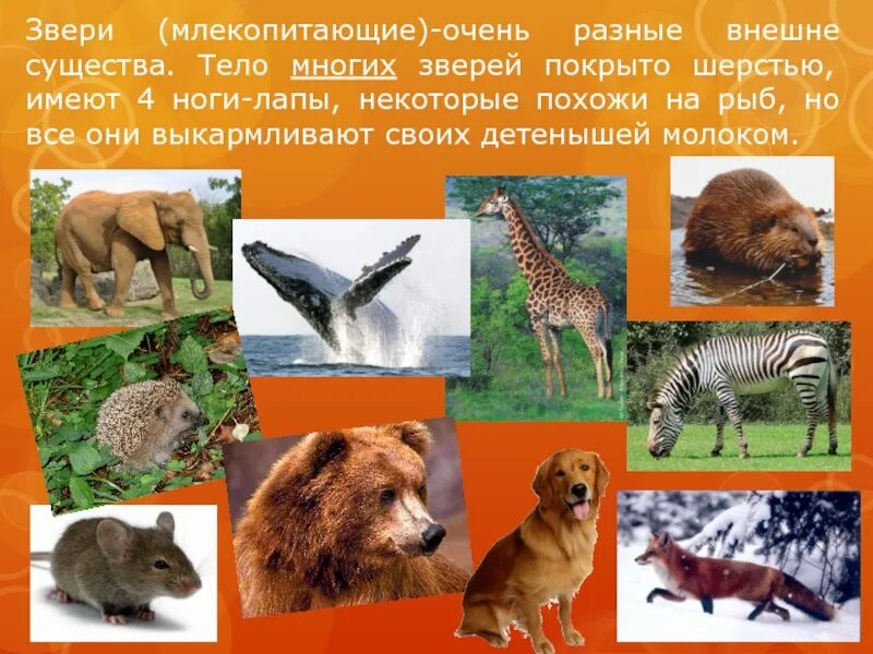 Очень разнообразны. Очень разнообразны