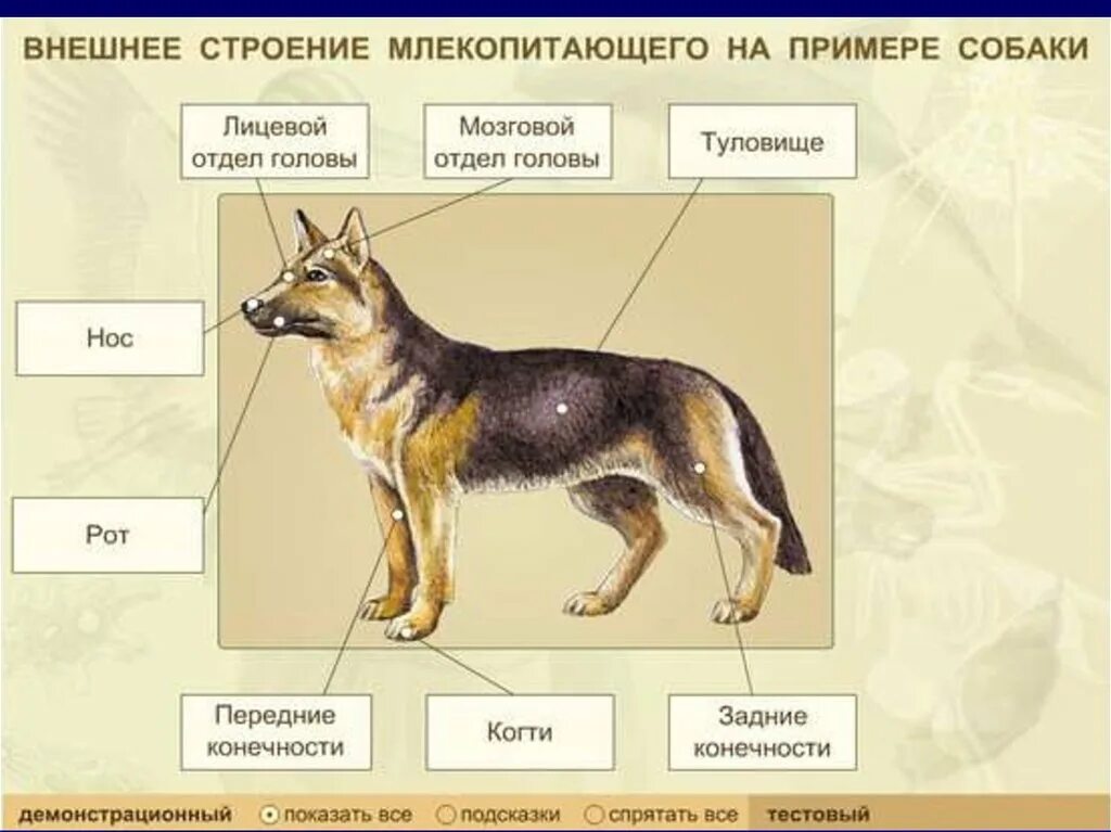 Внешнее строение млекопитающих овчарка. Внешнее строение млекопитающих 7 класс биология. Внешнее строение млекопитающего на примере собаки. Отделы тела млекопитающих 7 класс.