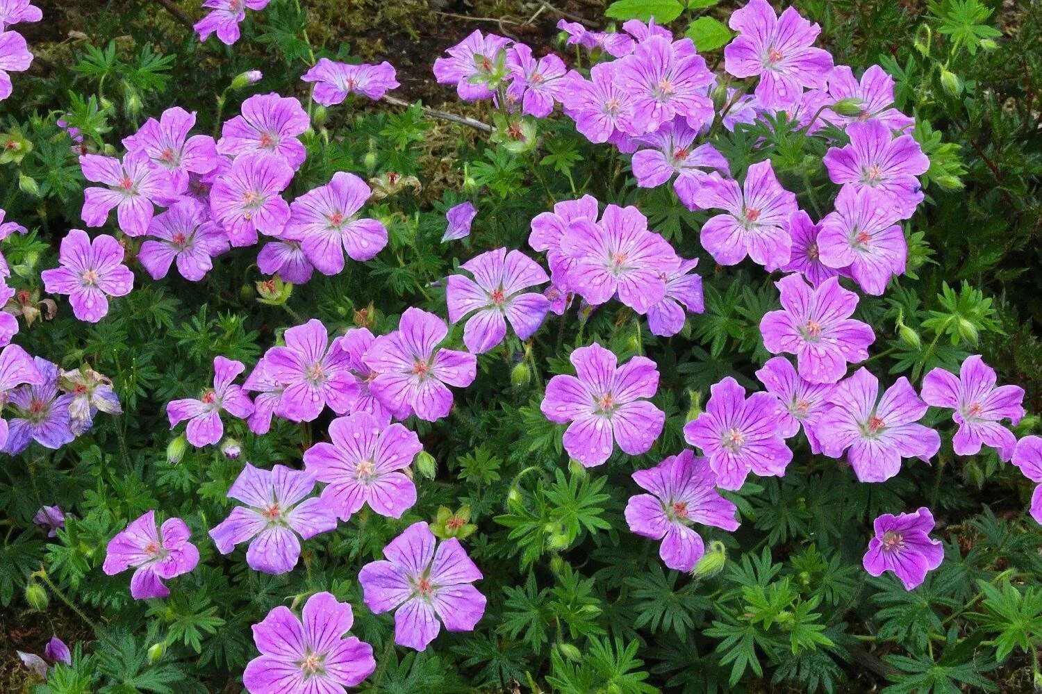 Герань sanguineum. Герань кроваво-красная (Geranium sanguineum). Герань Садовая почвопокровная многолетняя. Герань далматская. Герань уличная