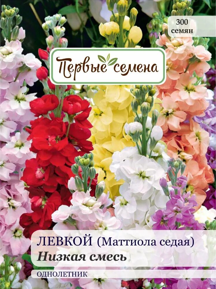 Маттиола седая фото и описание и отзывы. Маттиола махровая букетная. Маттиола седая семена. Маттиола centum white. Левкой махровая смесь.