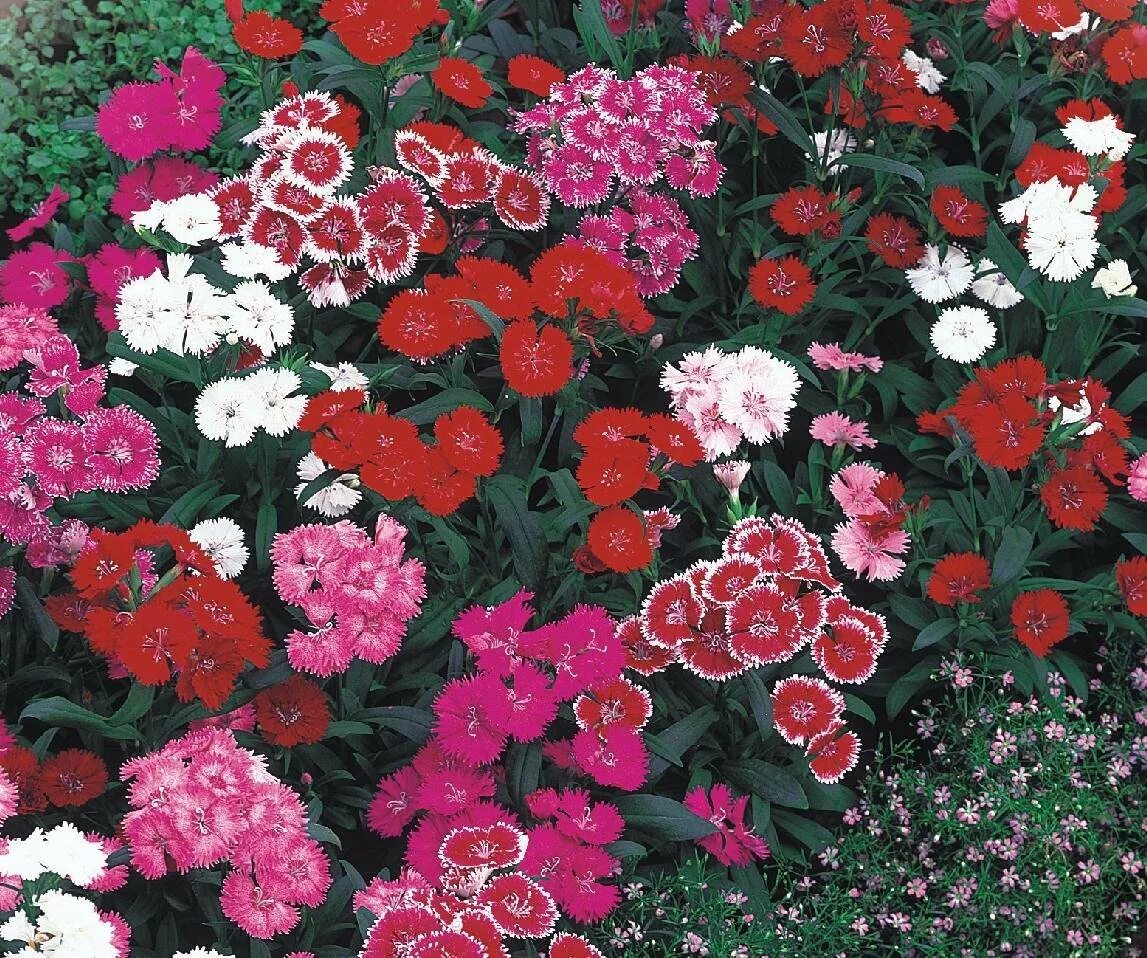 Гвоздика махровая выращивание из семян. Dianthus chinensis гвоздика китайская. Гвоздика китайская (Dianthus chinensis) Diana.