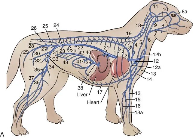 Лимфоузлы собаки анатомия. Венозная система животных. Кровеносная система собаки анатомия. Лимфатические узлы у собаки расположение. Сердце собаки расположено
