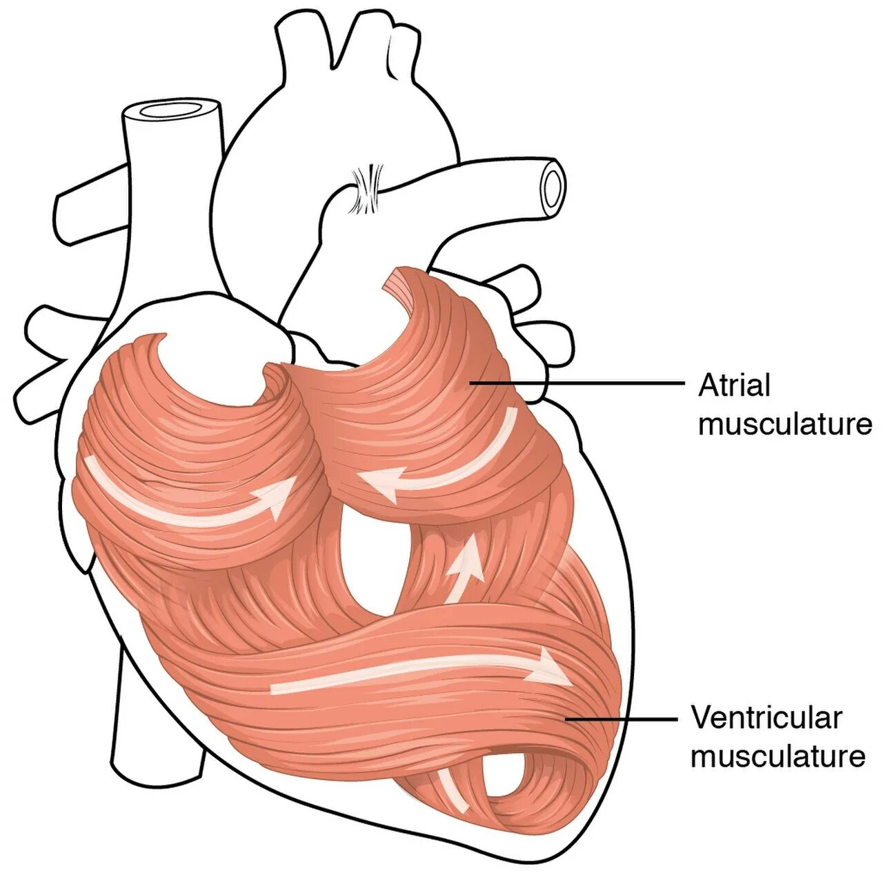 Стенки предсердий и желудочков. Мышечная структура сердца. Сердечная мышца человека.