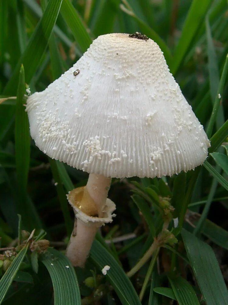 Leucocoprinus cepistipes навозник. Белонавозник гриб. Leucocoprinus cretaceus. Белонавозник белый.
