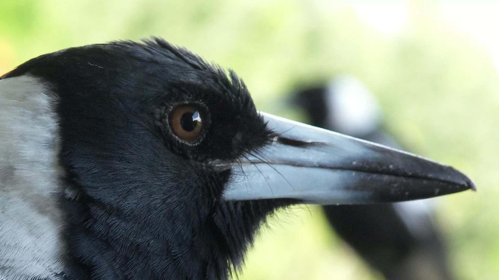 Королевский ворон Коракс. Вороний клюв. Lycocorax pyrrhopterus. Чекан вороной клюв.