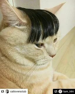 Cat yes