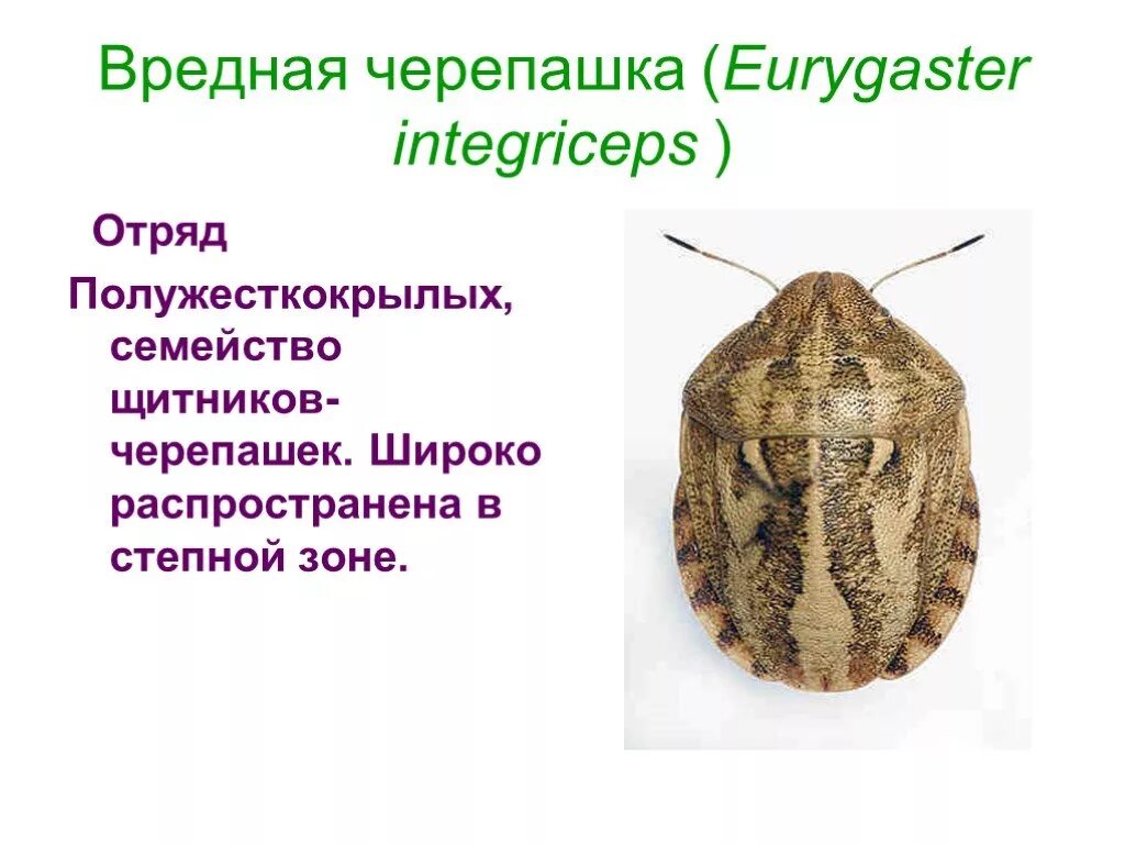 Клоп вредная черепашка отряд. Вредная черепашка (Eurygaster). Вредитель вредная черепашка. Клоп вредная черепашка Тип.