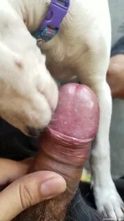 Dog Licks Mans Cock.