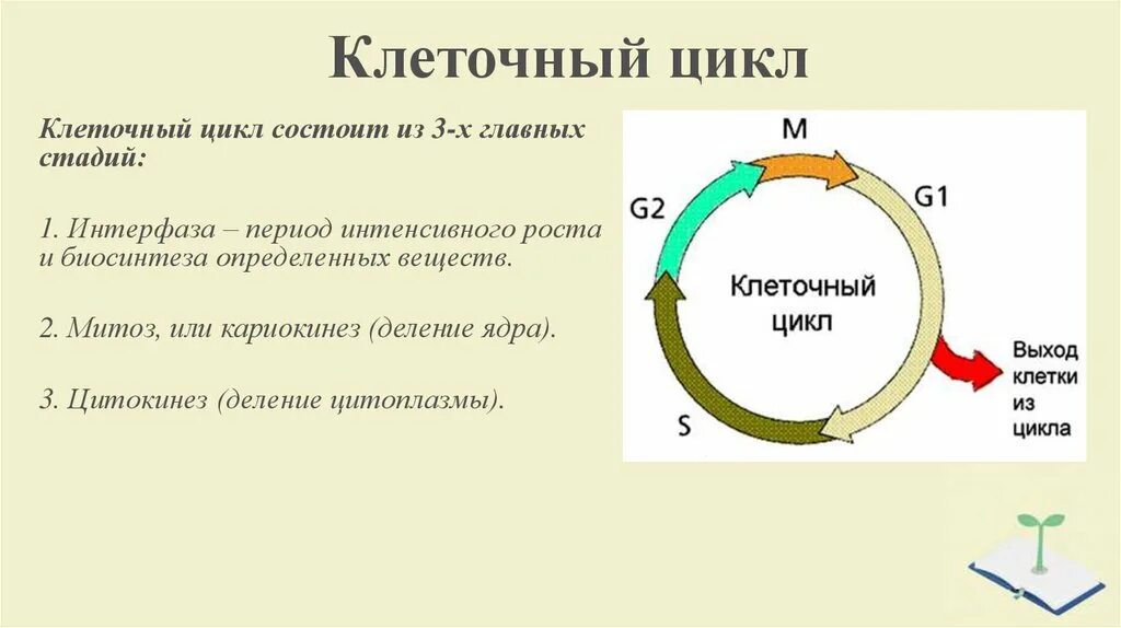Жизненный цикл клетки состоит из интерфазы. 3. Клеточный цикл, фазы клеточного цикла. Этапы жизненного цикла клетки интерфаза. Клеточный цикл состоит из 2х стадий. Жизненный и митотический цикл клетки.