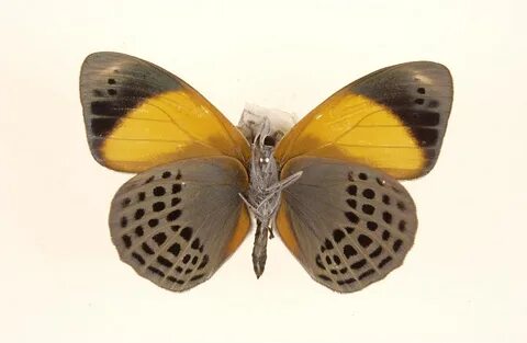 Asterope butterfly