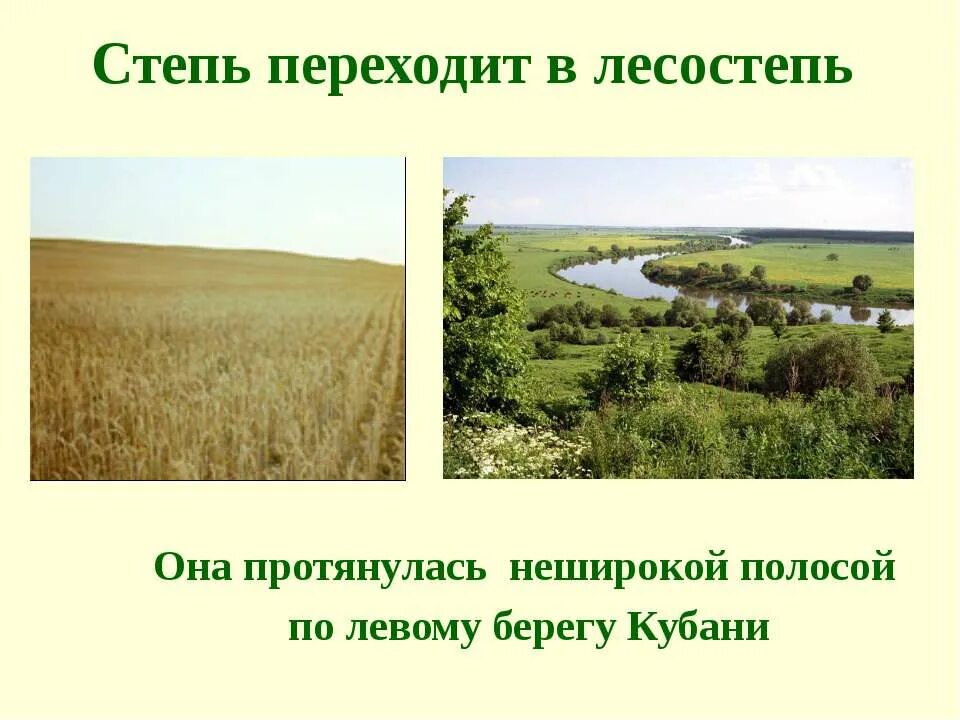 Растительность лесостепи Краснодарского края. Степи и лесостепи. Природные зоны Кубани. В какой природной зоне находится краснодарский