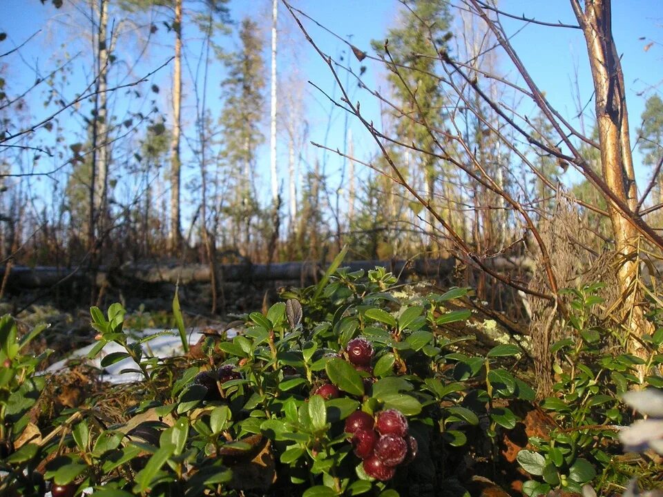 Министерство природных коми. Анкерский лесопарк. Ботанический «Анкерский лесопарк». Природа Прилузского района. Памятники природы «Анкерский лесопарк»,.