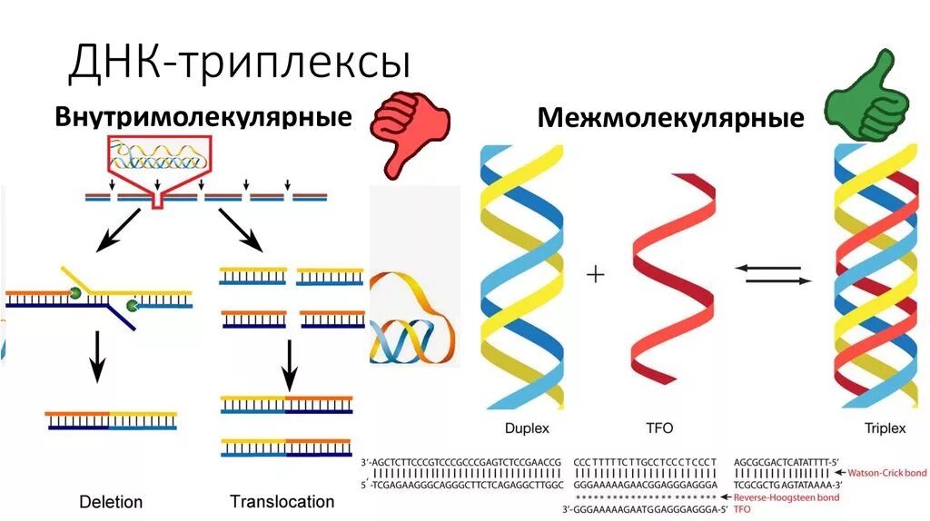 Составляющая днк