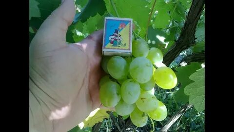 Кеша отзывы