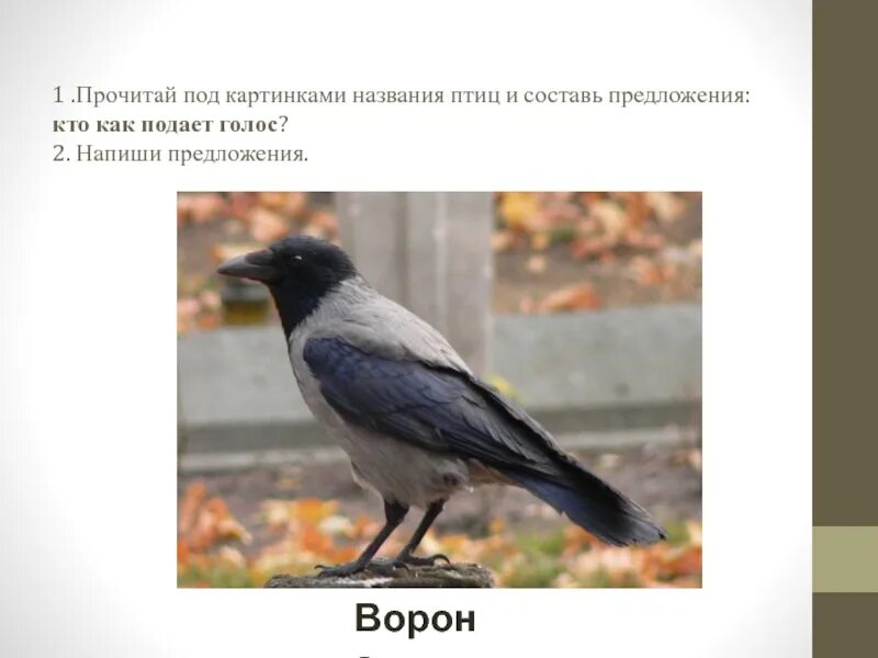 Ворон составить предложение. Ворона с названием. кто каркает из птиц. ворона предложение. ворона голос.