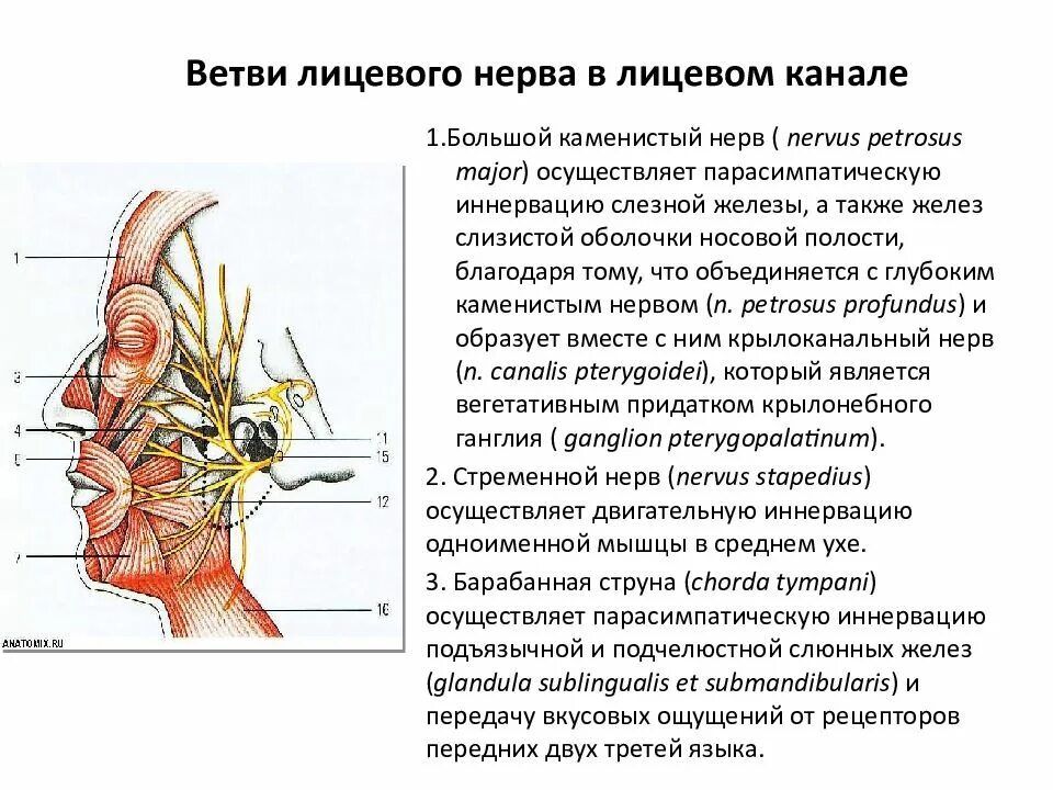 Нейропатия затылочного. Двигательные ветви лицевого нерва иннервируют. Схема иннервации лицевого нерва. Ветви лицевого нерва и иннервация. Двигательные ветви лицевого нерва иннервируют мышцы.