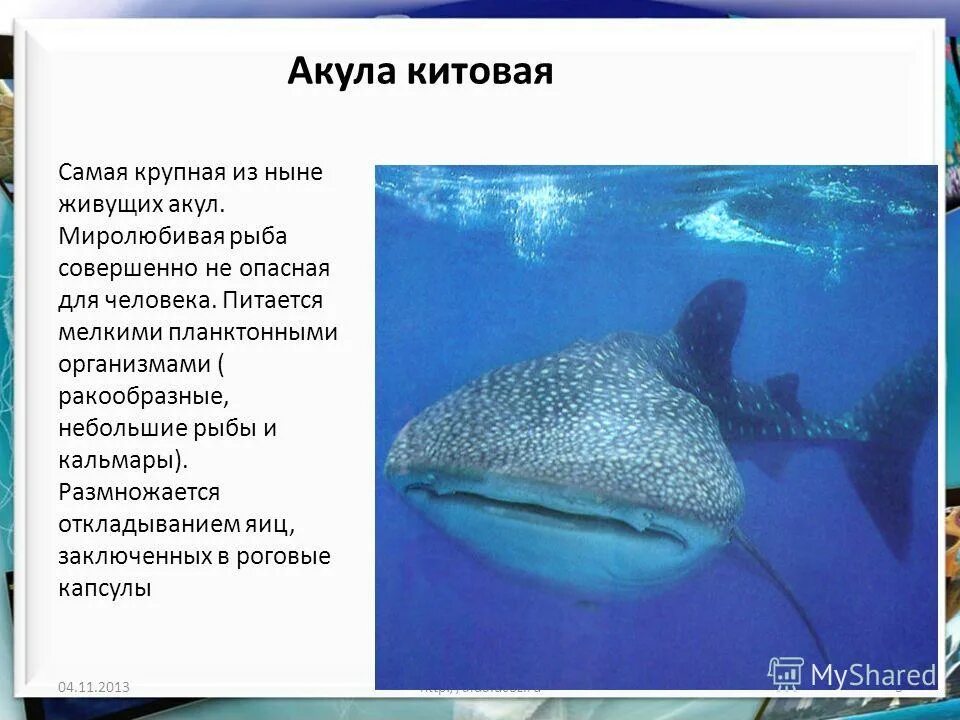 где обитают хрящевые рыбы