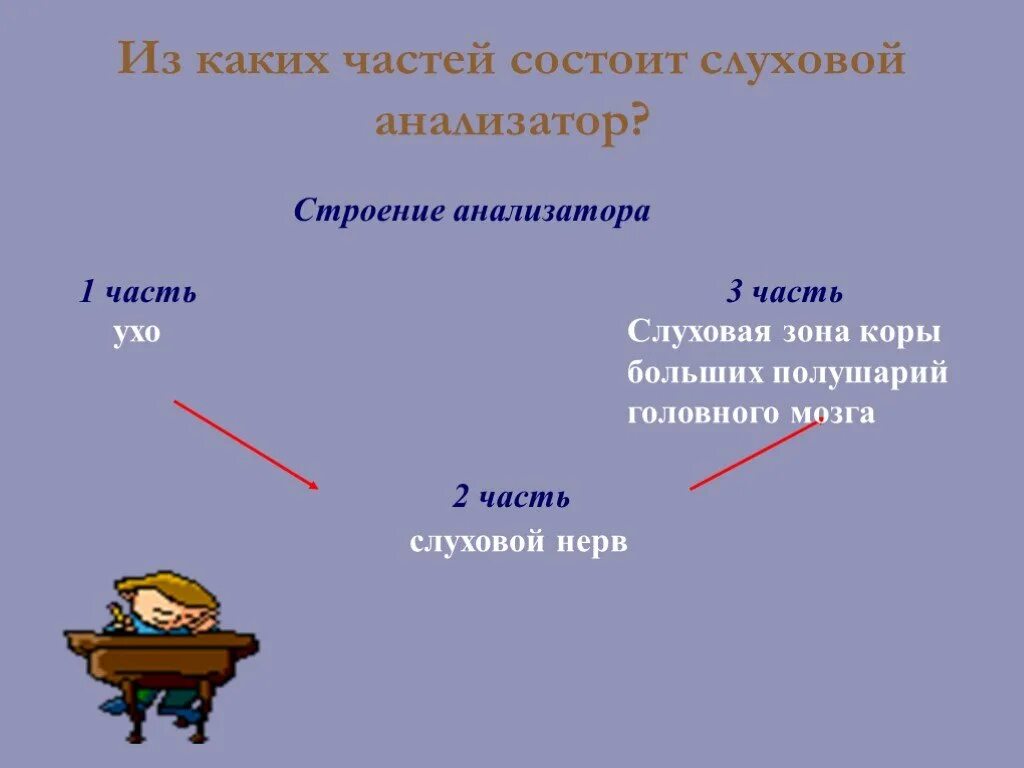 Из каких частей состоит слуховой анализатор