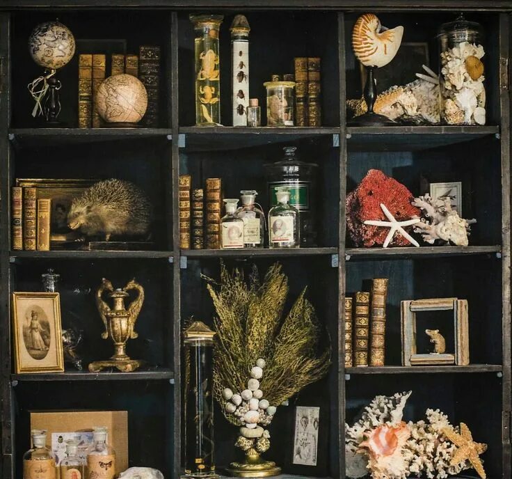 Cabinet de. Cabinet de. Кабинеты редкостей патрик морьес. Шкафы для коллекционеров. Cabinet de.