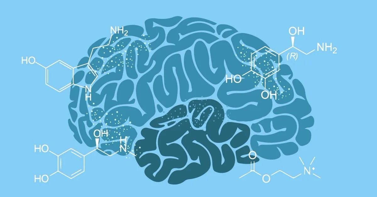 Химия мозга. Химия мозга нейромедиаторы. Биохимия головного мозга. Серотонин в мозге.