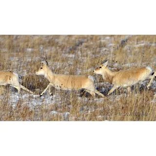 Монгольский дзерен гордость забайкалья