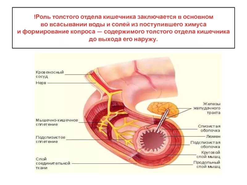 Всасывание в толстом кишечнике