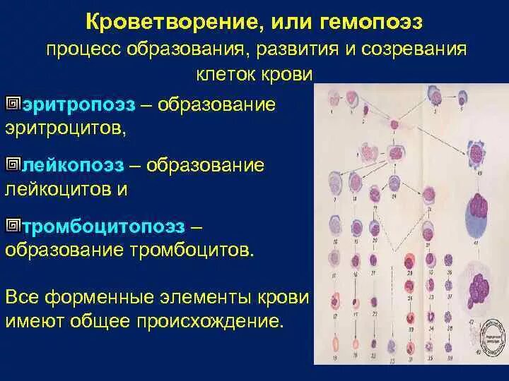 Зрелость клеток. 1. Основные этапы гемопоэза кроветворных клеток.. Гемопоэз гистология. Миелопоэза клетки гистология. Регуляция кроветворения тромбоцитопоэза.