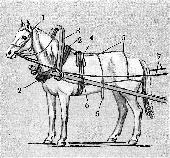 Конская упряжь, сбруя. Сбруя для лошадей схема. Конская упряжь схема. Конская упряжь хомут упряжь. Часть упряжи 5