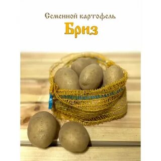 Сорт бриз характеристики