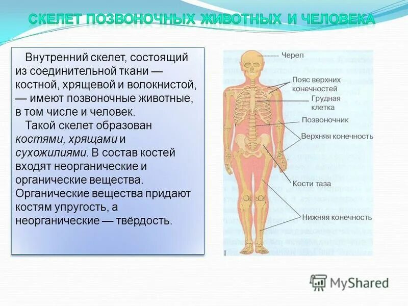 Скелет состоит из хрящей. Хрящевой скелет гортани. Скелет туловища соединение костей. Кости туловища спереди. Скелет кости суставы связки хрящи сухожилия.
