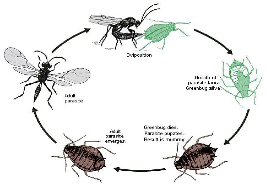 Стадия жизни насекомого. Жизненный цикл тли схема. Тля жизненный цикл размножение. Цикл развития тли обыкновенной. Цикл развития тли схема.