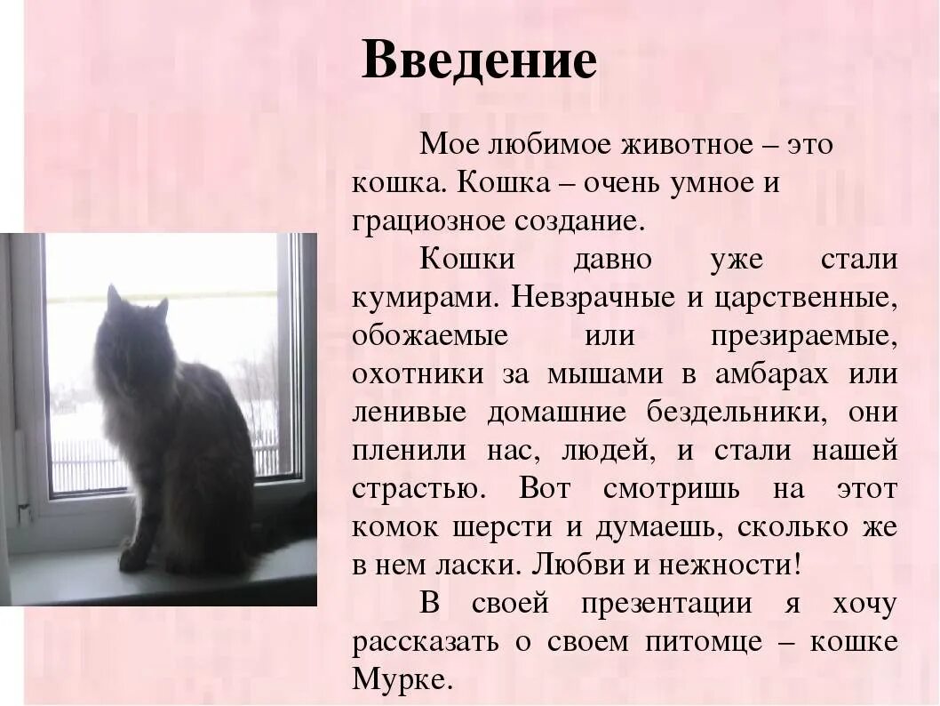 Рассказ про домашнего питомца 1 класс окружающий. Сочинение про кошку. Сочинение моё любимое животное. Сочинение на тем кошка. Мой любимый животный сочинение.