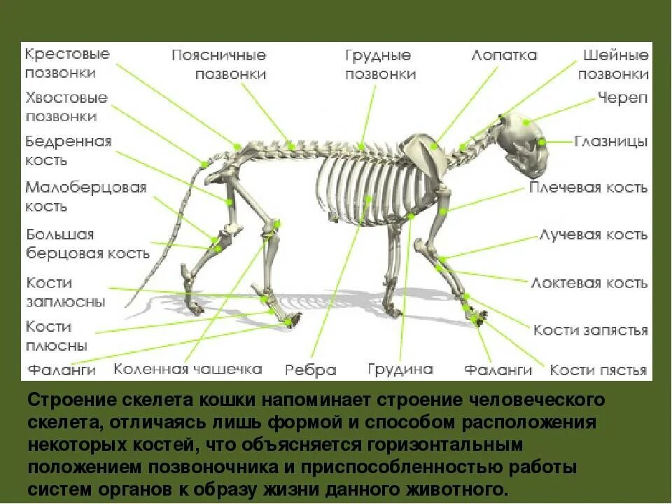 Строение разных животных. Опорно двигательная система скелет собаки. скелет млекопитающих кошки. скелет кошки строение. костное строение кошки.
