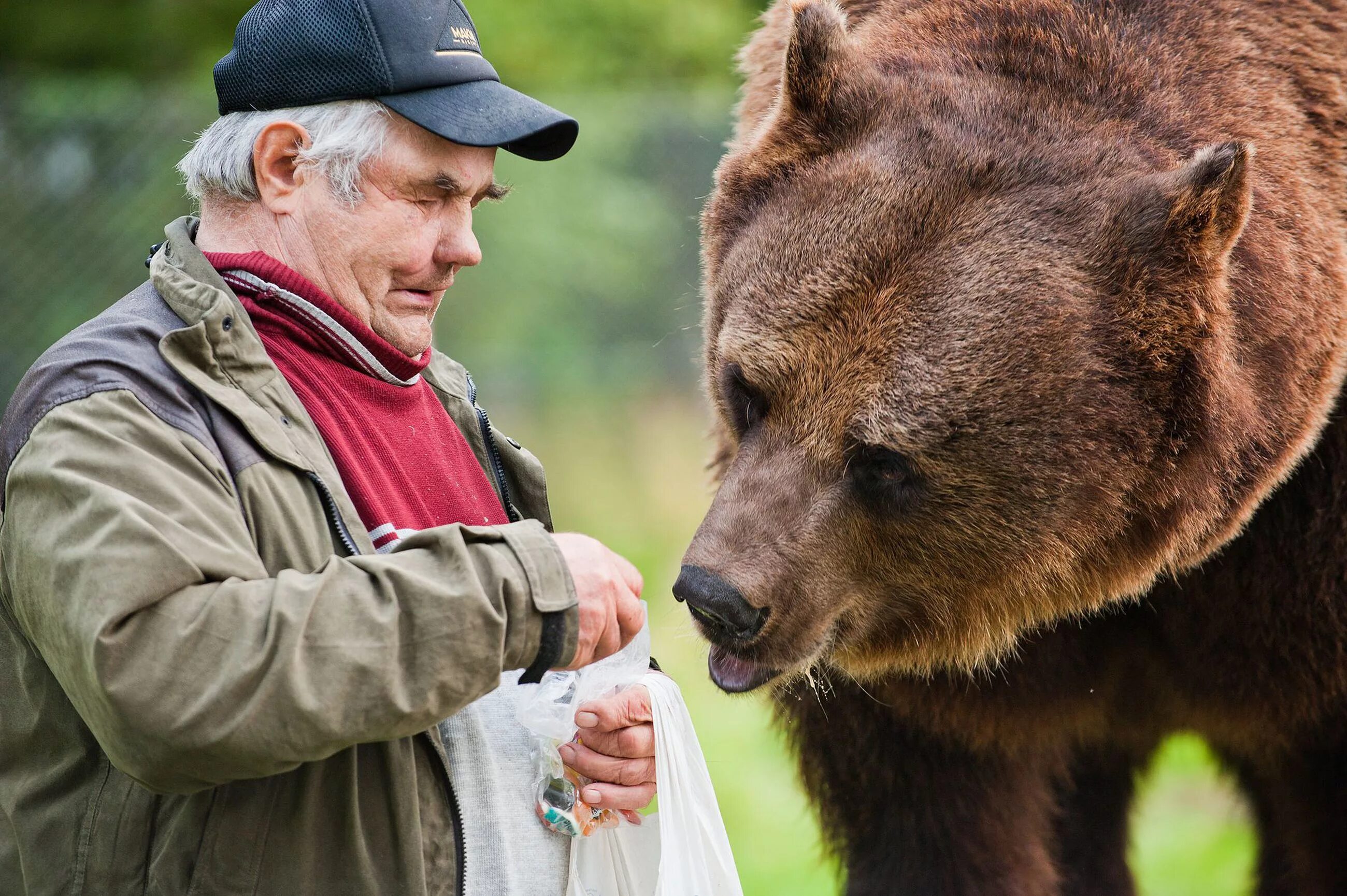 Медведь и человек. Медведь бурый с человеком. Медведь рядом с человеком. Медведь и человек Дружба.