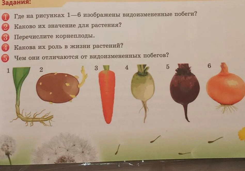 Отметь рисунок на котором изображен видоизмененный побег. Отметь рисунки на которых изображены корнеплоды. отметь рисунки на которых изображены корнеплоды 3 класс. на рисунке изображены 6 растений. отметь галочкой рисунки на которых изображены корнеплоды.