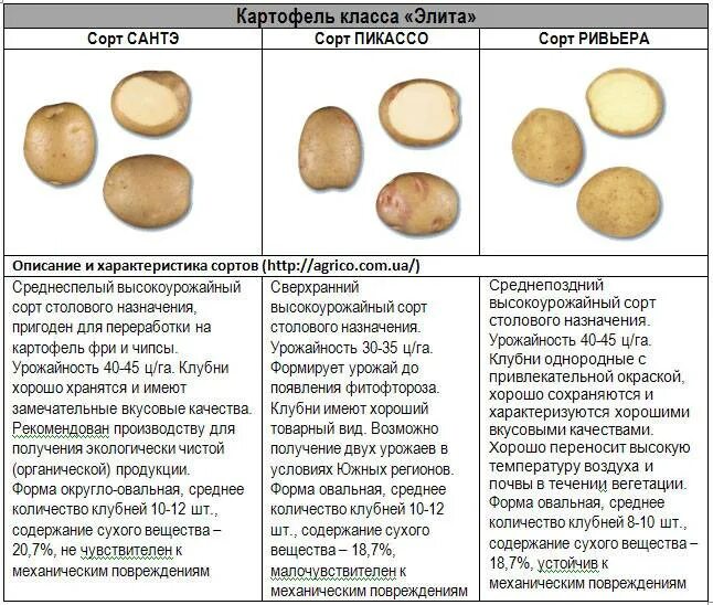 Колетте картофель характеристика отзывы. Урожайность сортов картофеля таблица. Характеристика картошки. Образцы картофеля. Классификация картофеля по сортам.