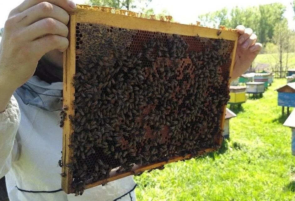 Пчелосемьями купить краснодарский. Пчелопакеты Карника. Пчелопакеты май 2021. Пчелопакеты Бакфаст. Пчелы, пчелопакеты, Дадан.