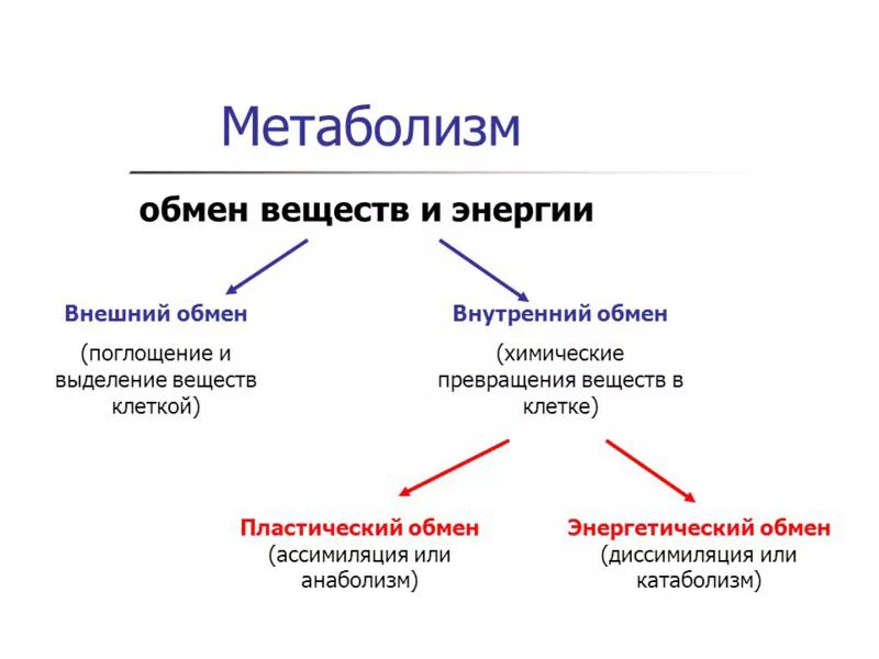 Обмен веществ человека биология. Типы обмена веществ кратко. Типы обмена веществ в организме человека. Типы обмена веществ внешний и промежуточный. Типы обмена веществ схема.